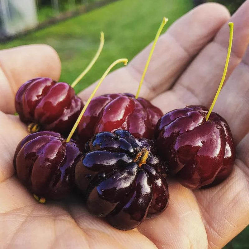 Eugenia uniflora Suriname Cherry seeds for planting in patio garden and home orchard