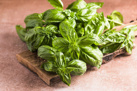 Sweet Basil Seeds – Ocimum basilicum Aromatic Herb Plant