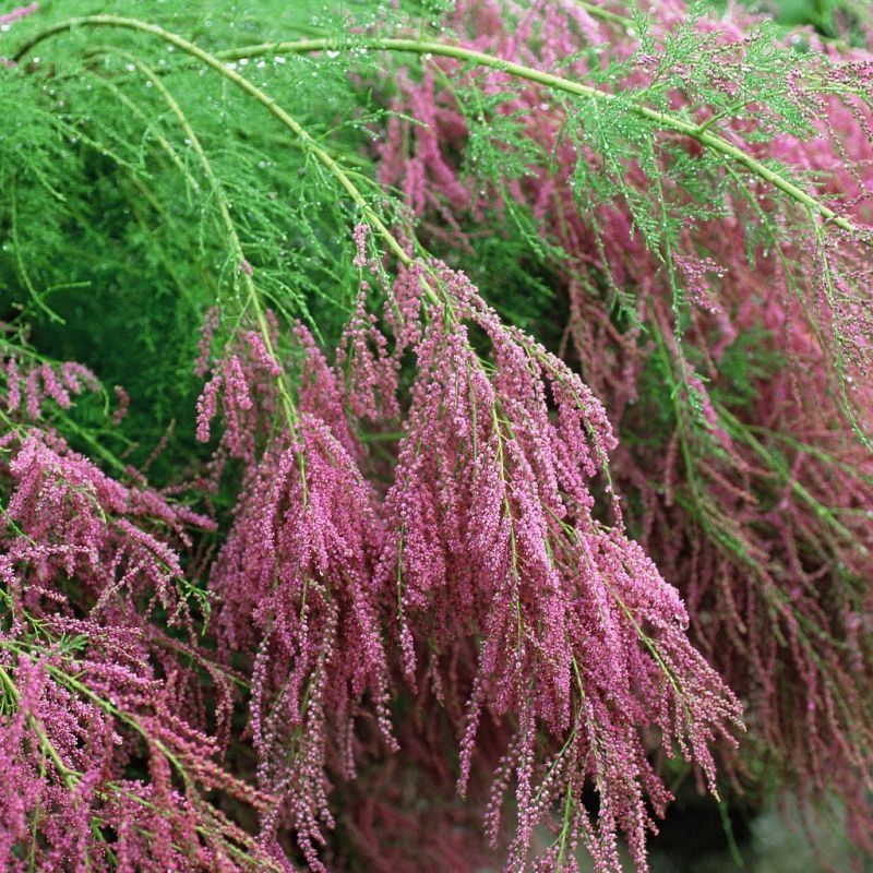 Tamarix Flower Seeds: Essential Planting Guide