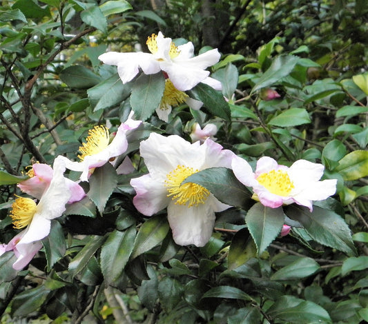 Bulk Camellia sinensis tea plant seeds for growing evergreen shrubs