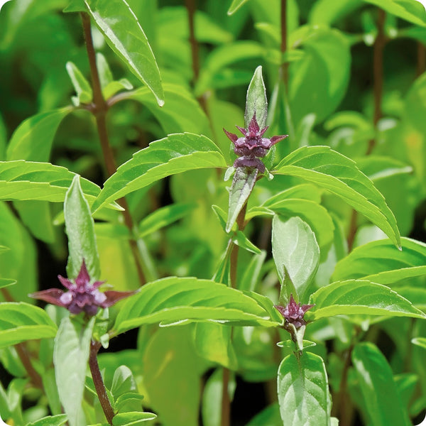 Thai Basil seeds Ocimum basilicum var. thyrsiflora with purple stems