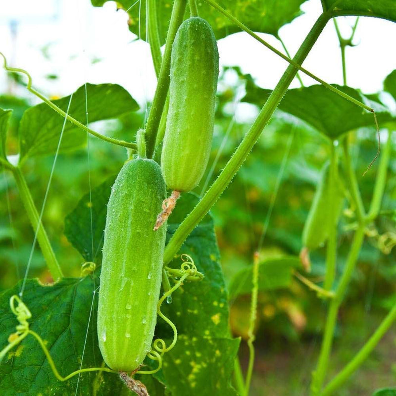 Cucumis sativus Thai Cucumber seeds for planting in urban garden and vegetable patch