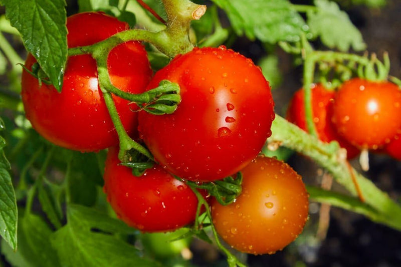 Independence Day tomato seeds for planting Solanum lycopersicum