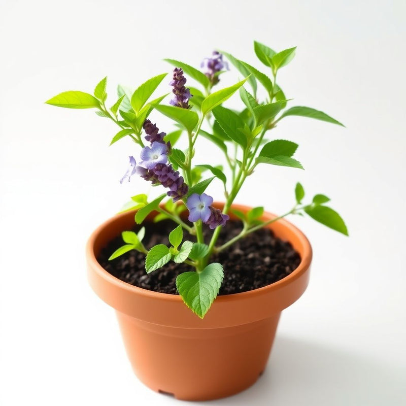 Achimenes Limoncello Lavender Flower Seeds for Easy Planting