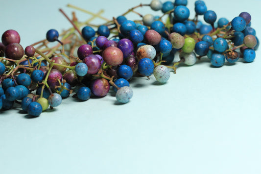 Variegated Porcelain Berry Vine (Ampelopsis brevipedunculata ‘Elegans’) seeds for planting