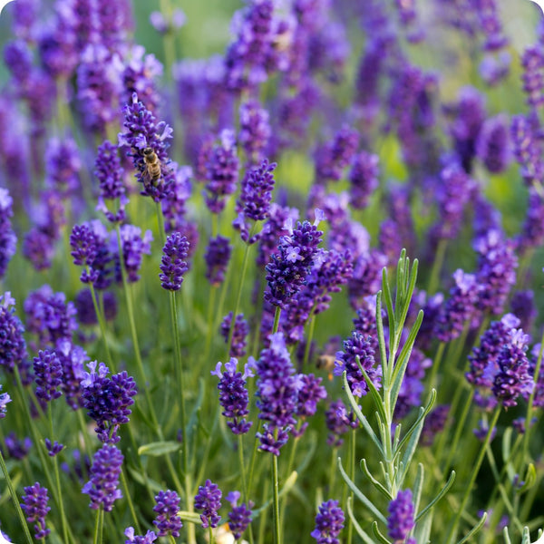 Vera English Lavender seeds Lavandula angustifolia purple flowers
