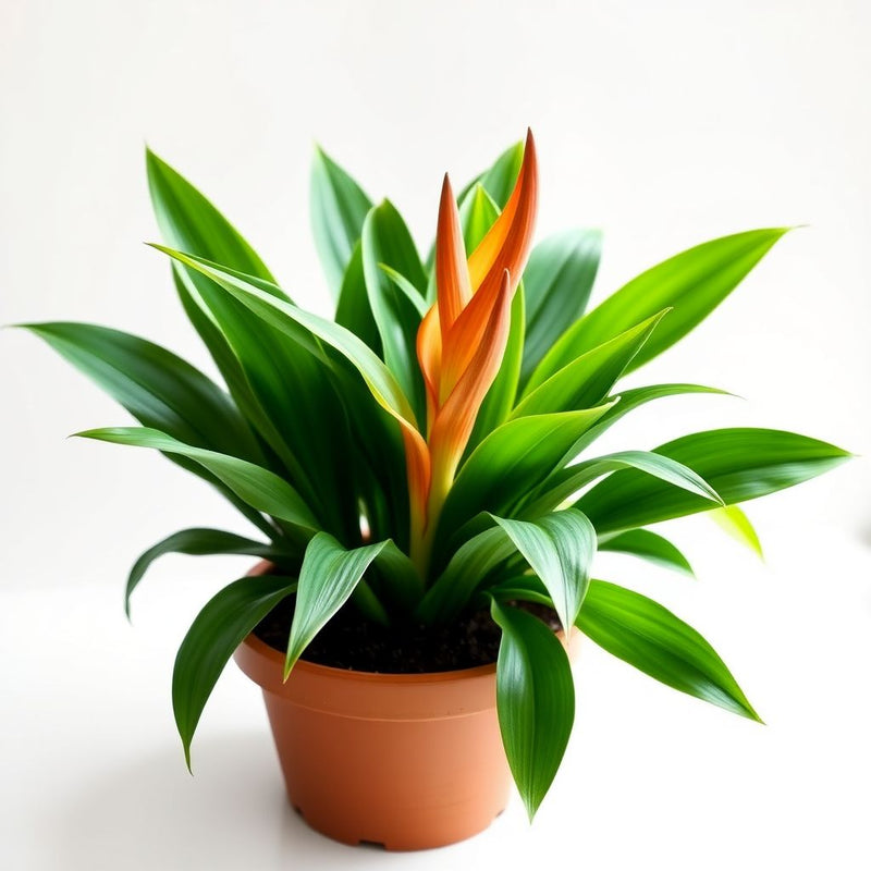 Watsonia Pillansii Bugle Lily Seeds for Planting - Premium Perennial Flower Seeds for Your Garden