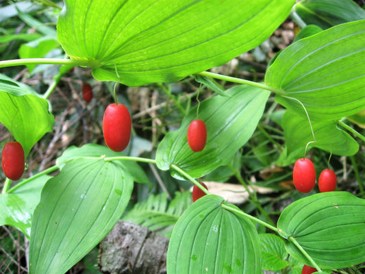 Watermelon Berry (Streptopus amplexifolius) seeds for planting