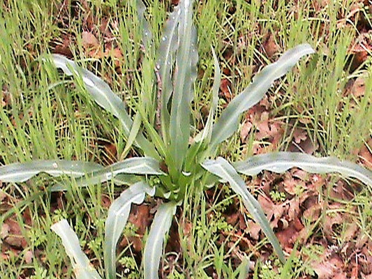 Wavy-Leafed Soap Plant with green wavy leaves and white-purple striped flowers in garden