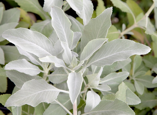 Sacred California White Sage Salvia Apiana Non-GMO Seeds for Planting