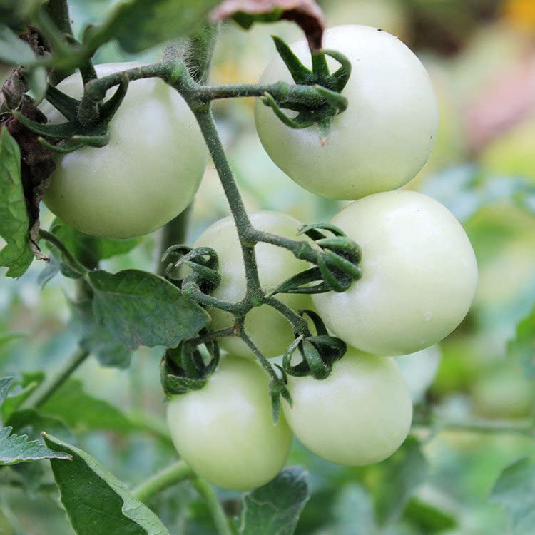 White Wonder Tomato seeds for home garden planting