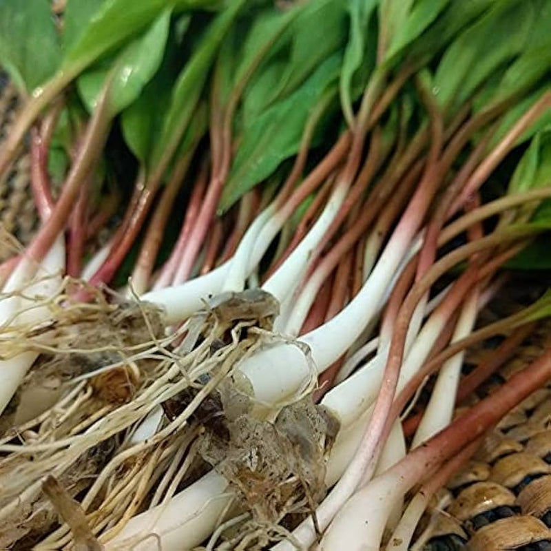 Allium tricoccum Wild Leek seeds for planting in woodland garden and herb patch