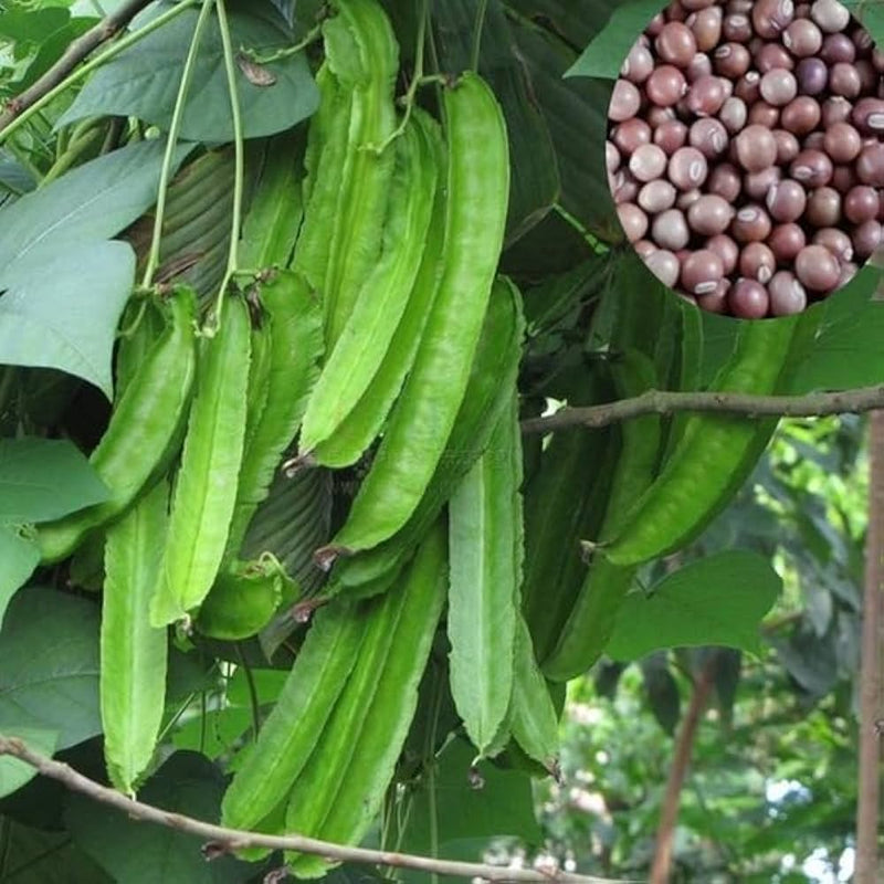 Winged Bean Psophocarpus tetragonolobus seeds for planting
