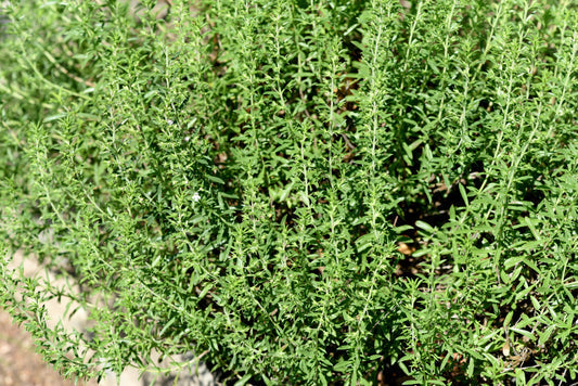 Packet of Creeping Winter Savory seeds for planting