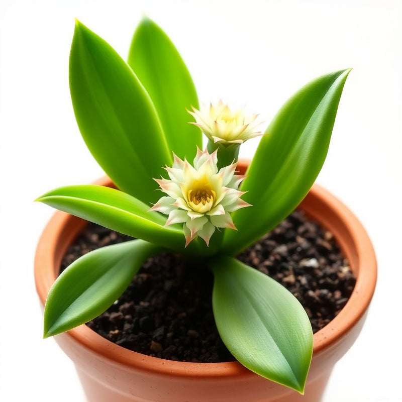 Zygocactus Truncatus Flower Seeds for Planting Mixed Colors, Ideal for Indoor/Outdoor Gardens