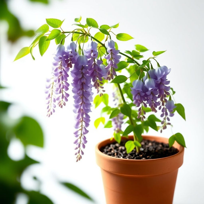 American Wisteria (Wisteria frutescens) Flower seeds for Planting Perfect for Borders Heirloom & GMO Free Seeds for Home Garden