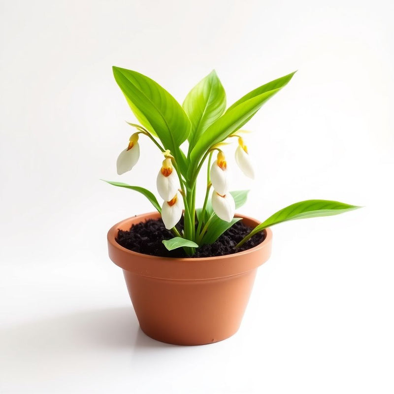 Cypripedium acaule White Lady’s Slipper Flower Seeds for Planting – Heirloom, Non-GMO, High Germination Seeds