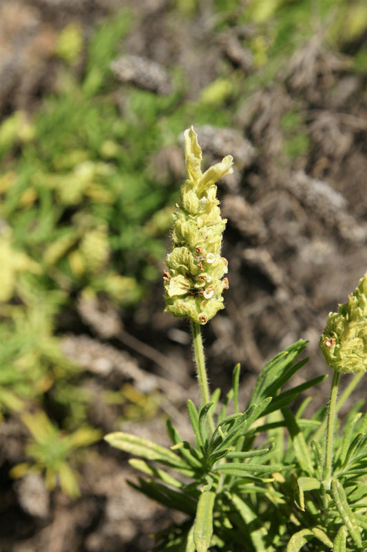 Packet of Yellow Lavender Lemon Fragrant herb seeds
