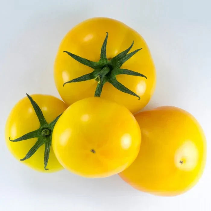 Yellow and light green tomato seeds for planting