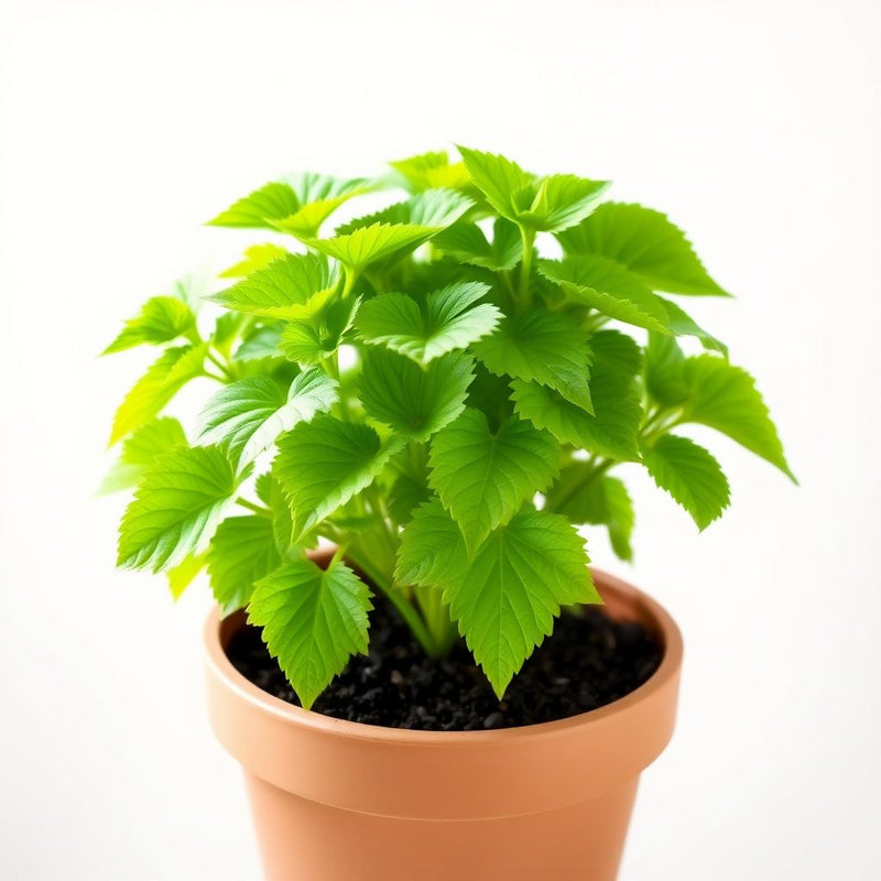 Army Green Humulus Lupulus Seeds for Planting – Heirloom & NonGMO Garden Favorite
Sale