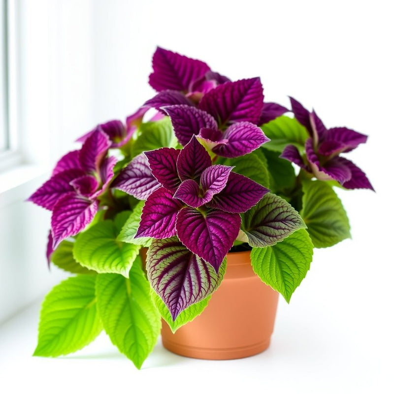 Deep Purple Dragon Coleus Seeds Flower seeds for Planting Colorful Display Heirloom & GMO Free Seeds for Home Garden