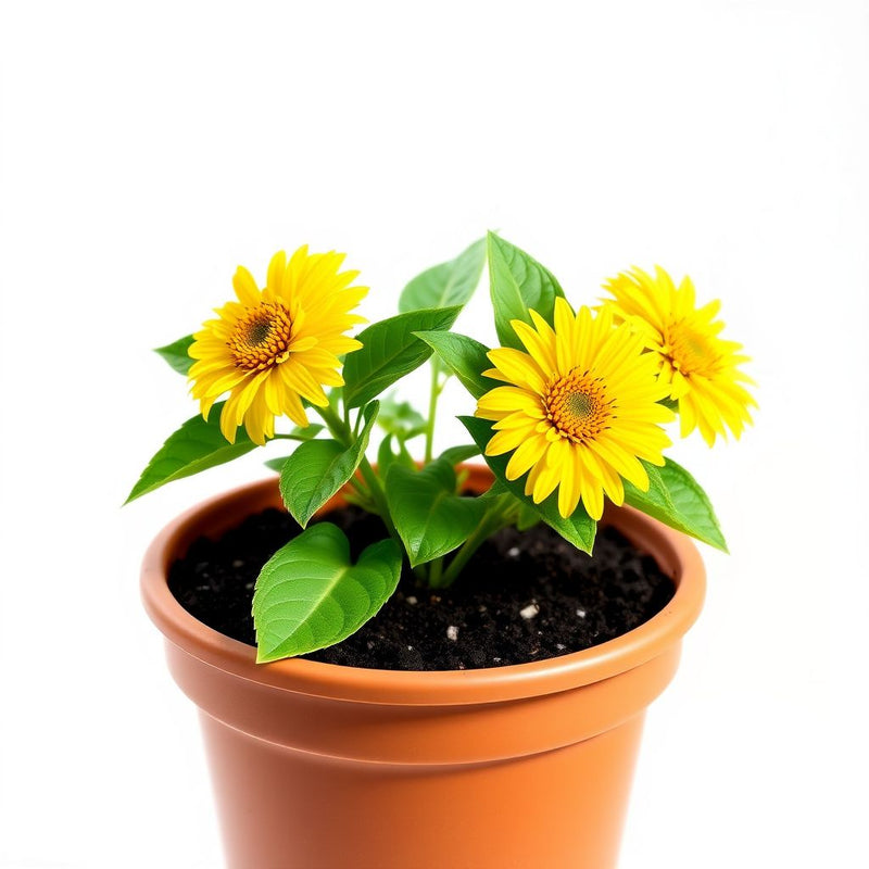 Yellow Spilanthes Flower seeds for Planting - Colorful Display, Heirloom & GMO Free Seeds for Home Garden