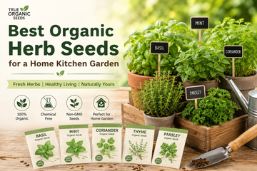 Organic herb seeds and young seedlings in a home kitchen garden
