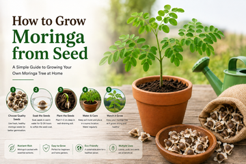 Moringa seedlings growing from seeds in pots with a healthy young moringa plant