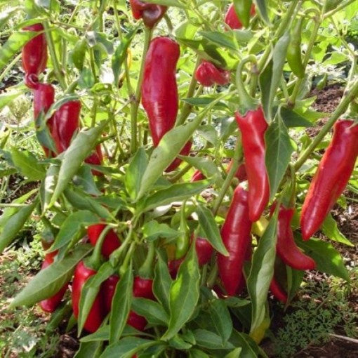 Sweet Hungarian Paprika Seeds for Planting | Flavorful Pepper Seeds for Your Garden