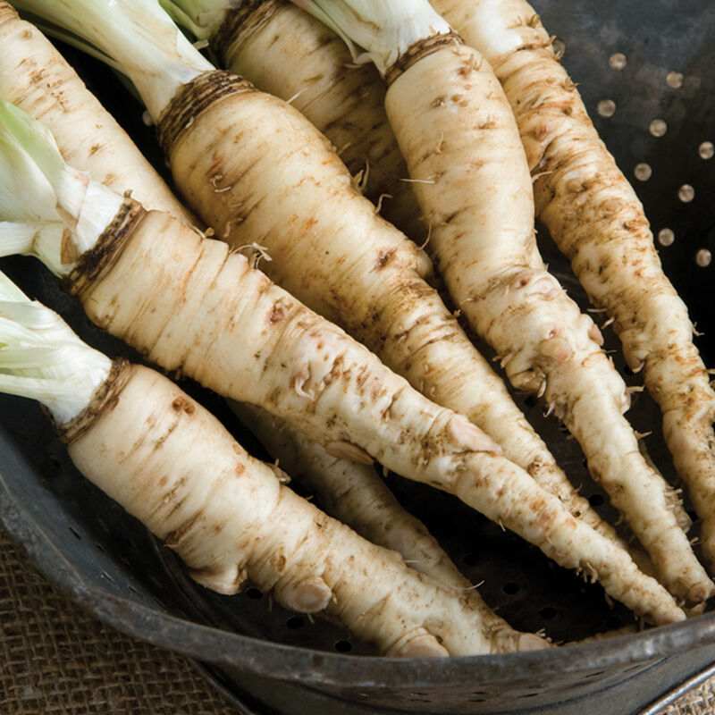 Cream Mammoth Sandwich Vegetable Seeds for Planting
