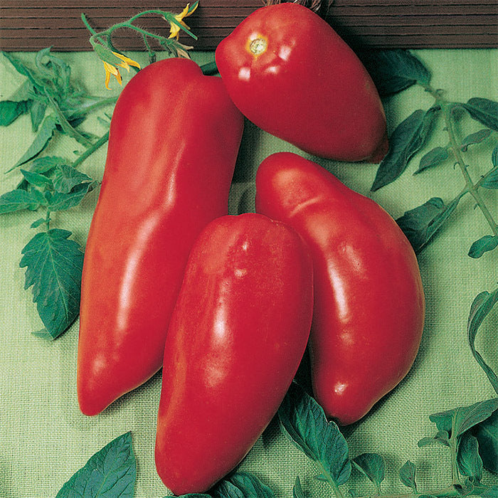 Red Opalka Vegetable Seeds - Easy Planting for Home Gardens