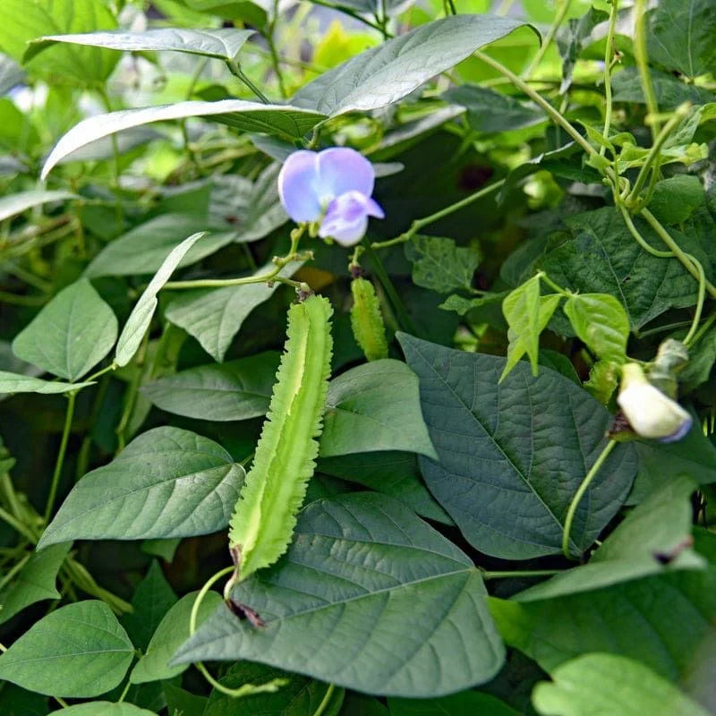 Winged Bean Planting Vegetable Seeds Seed for High-Yielding