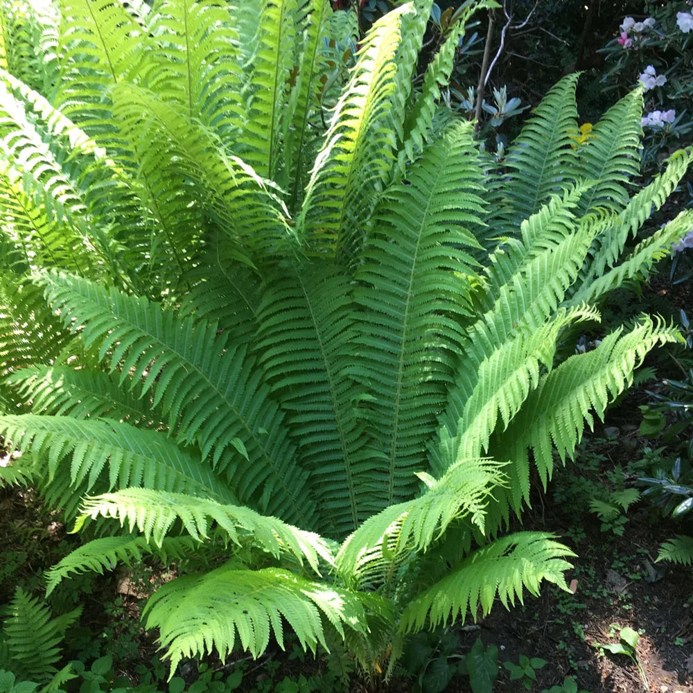 Fern Herb seeds for Planting - Long Bloom Season, Heirloom & GMO Free Seeds for Home Garden