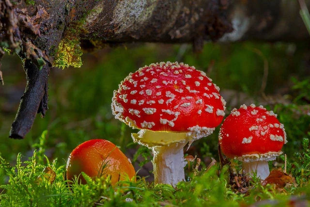 Red & White Mushroom Vegetable Seeds for Easy Planting