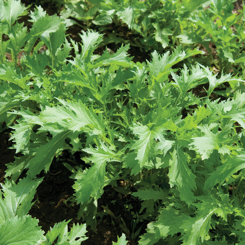 Green Mizuna Seeds for Planting  Fast-Growing Vegetable Greens