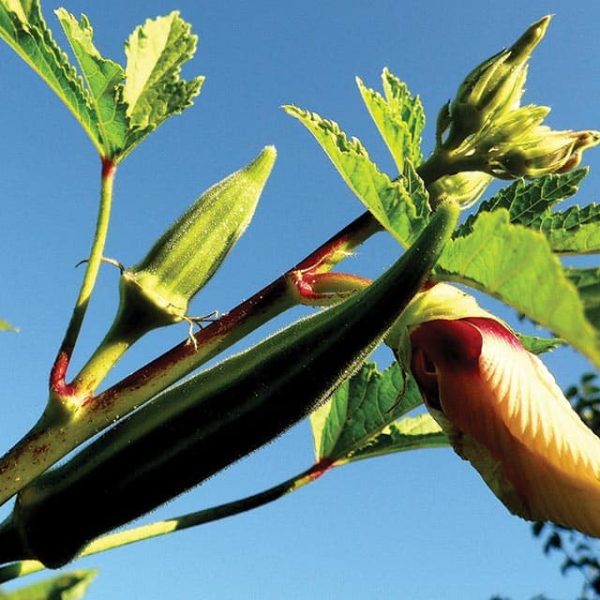 Okra Blue Seeds for Easy Planting
