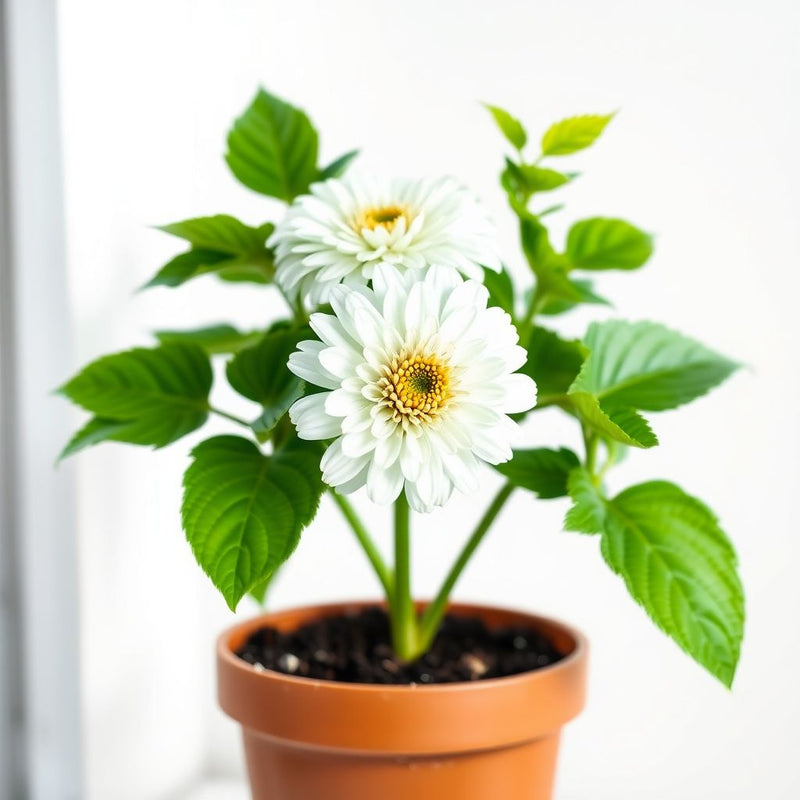 Zinnia Dreamland Ivory Flower Seeds for Elegant White Blooms
