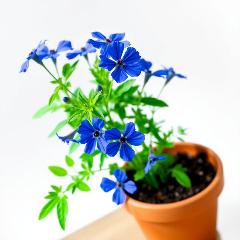 Nigella Love in the Mist Midnight Blue Seeds for Elegant, Blue Flowers