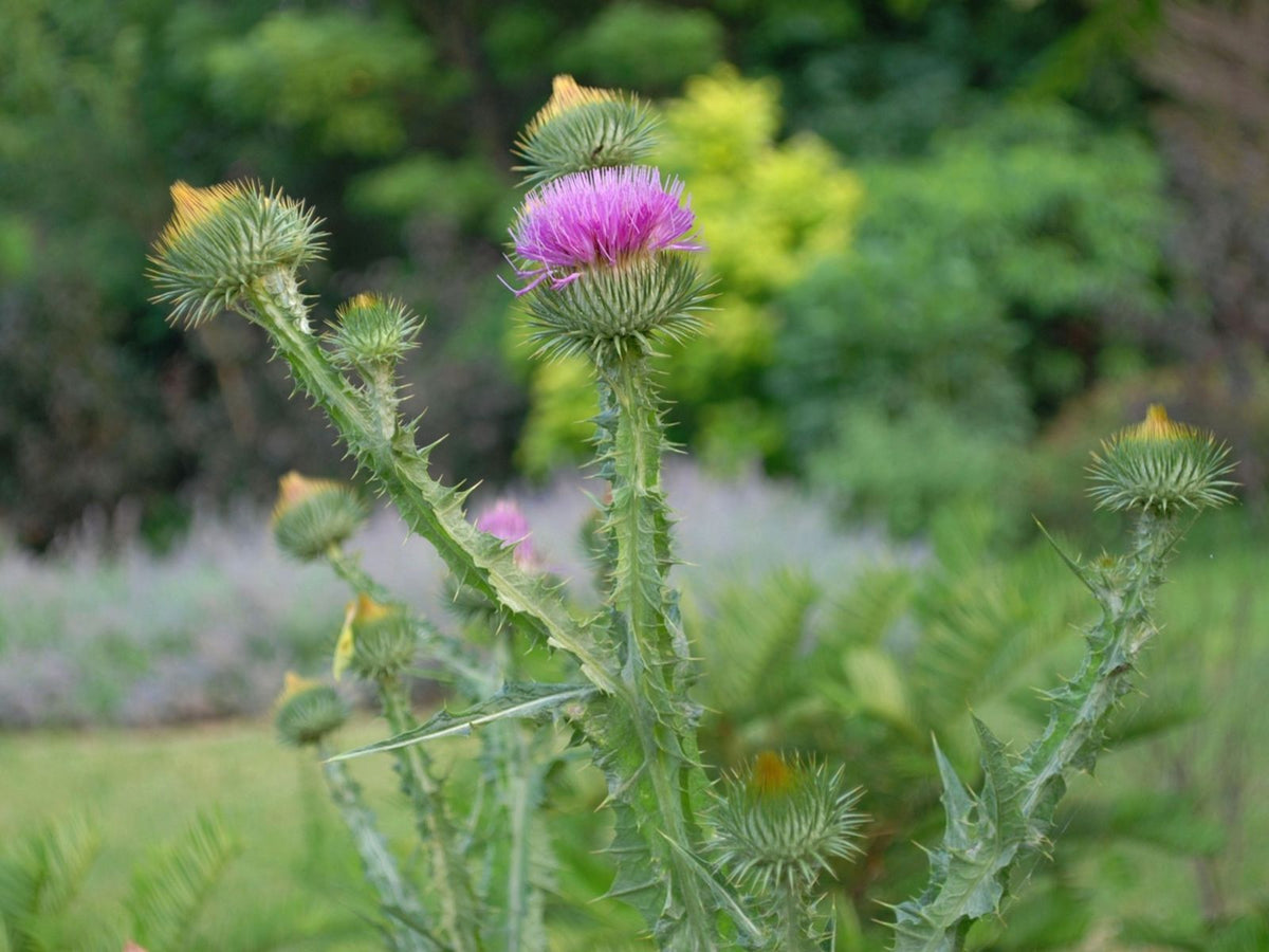 Onopordum Seeds for Thriving Plants - Perfect for Easy Planting