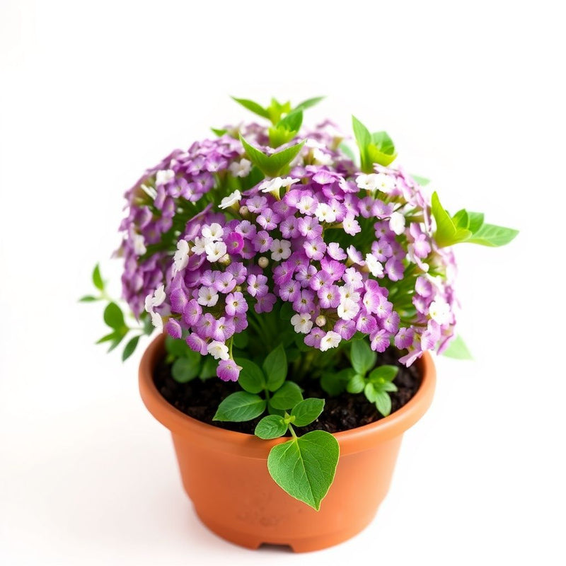 Alyssum Easter Bonnet Mix bonnet Flower seeds for Planting Pollinator Friendly Heirloom & GMO Free Seeds for Home Garden