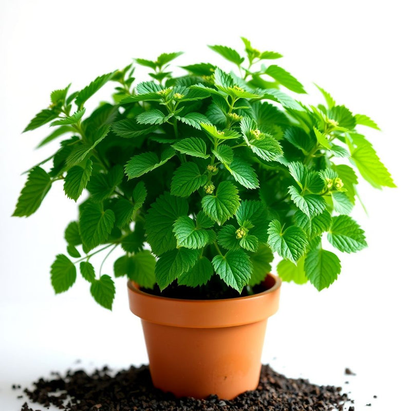 Ammi Flower seeds for Planting Sun Loving Heirloom & GMO Free Seeds for Home Garden 
 
 Sale
