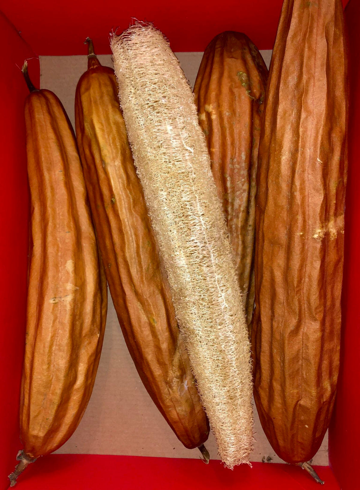 Cream Luffa Seeds for Planting  Grow Delicious Luffa Vegetables