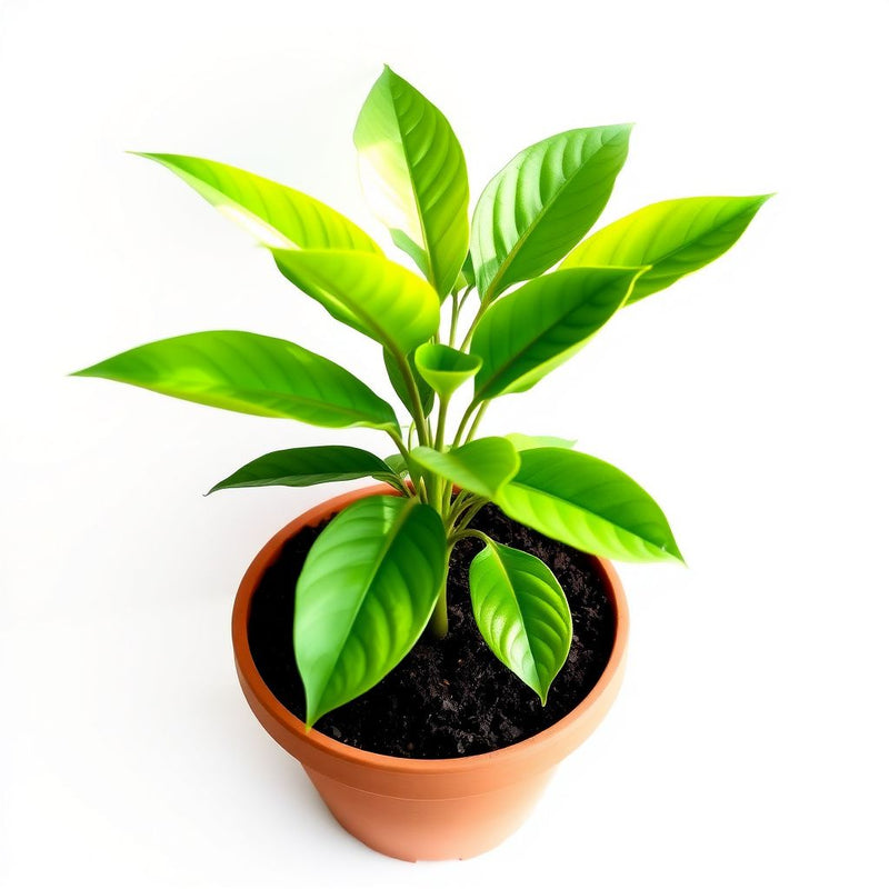Ylang Flower seeds for Planting - Premium Quality, Heirloom & GMO Free Seeds for Home Garden