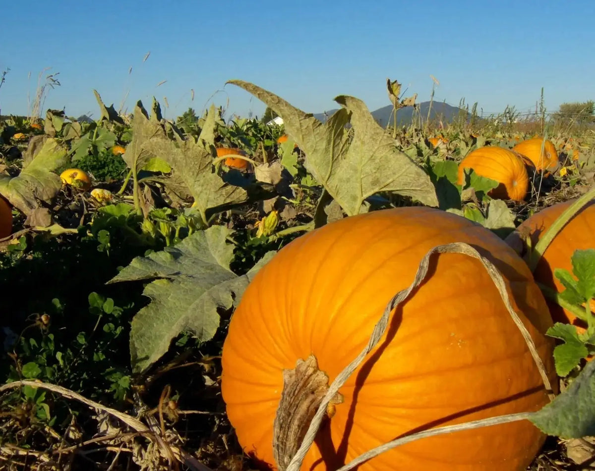Brown Pumpkin Seeds for Planting - Grow Your Own Harvest