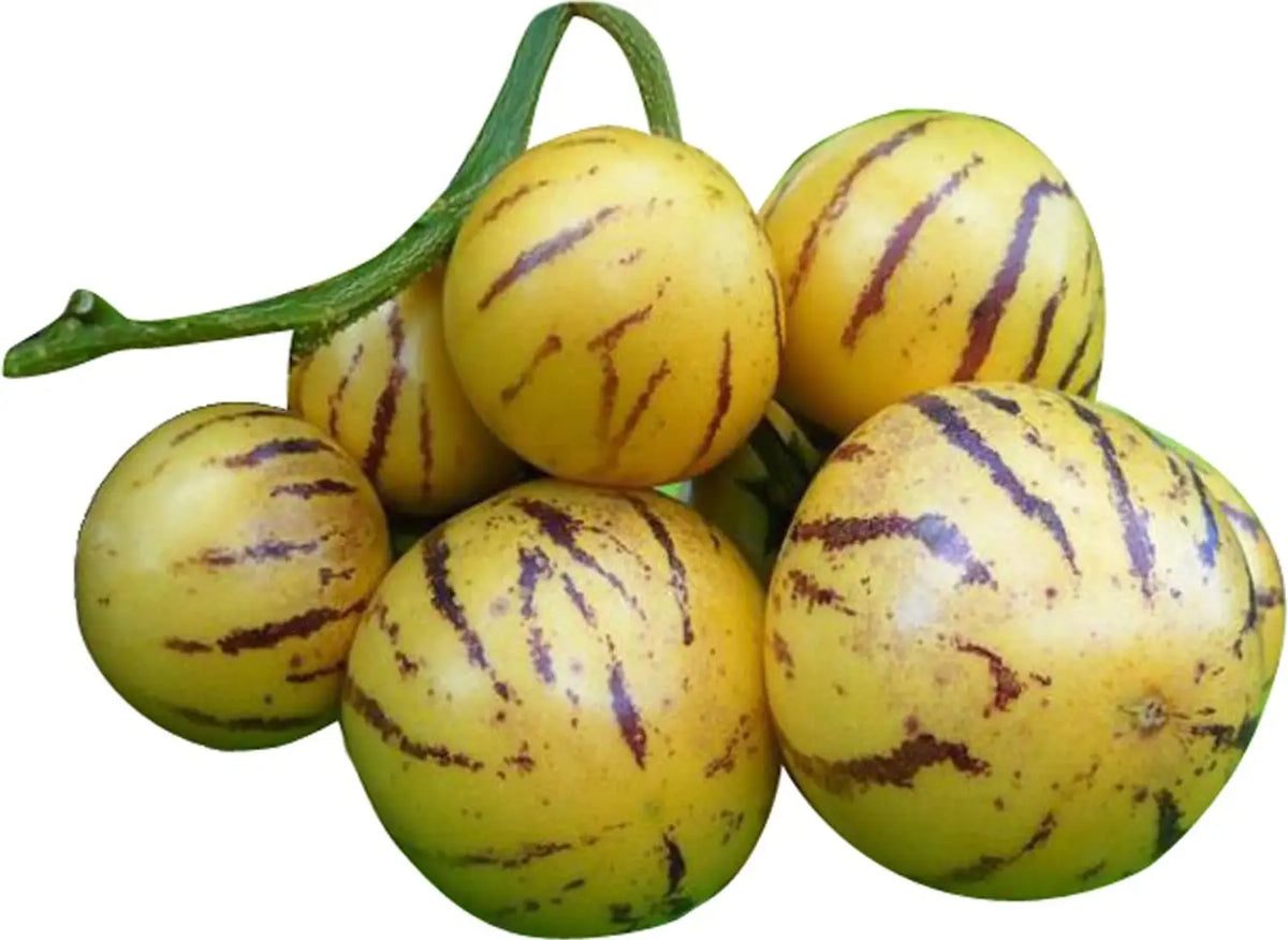 Pepino Solanum Muricatum Seeds  Ideal for Planting in Gardens & Containers