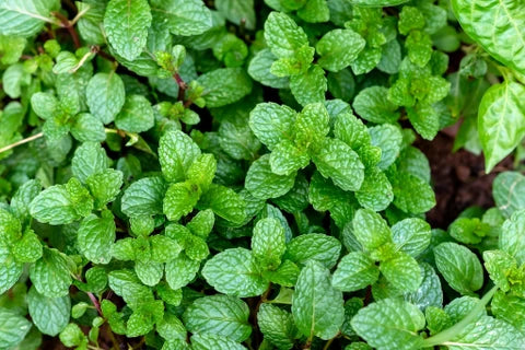 Mentha Piperita Seeds for Vegetable Planting