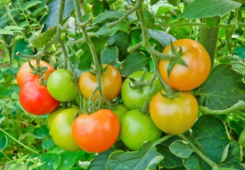 Mixed Tomato Planting Seeds Collection
