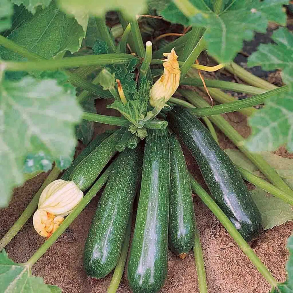 Zucchini Vegetable Seeds: Perfect for Home Planting
