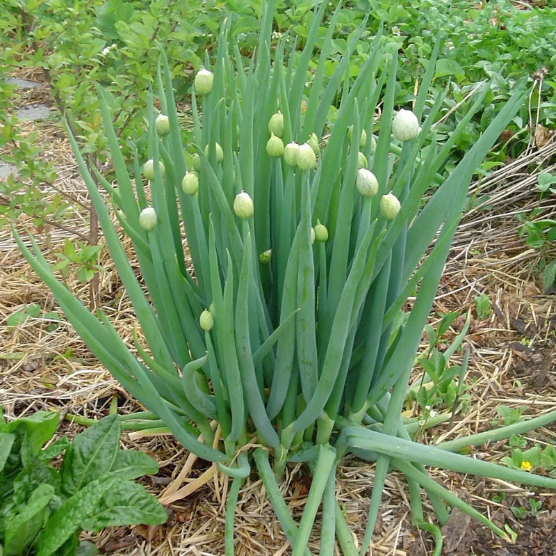 Green Fistulosum Vegetable Seeds for Easy Planting