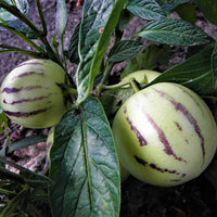 White Purple Pepino Melon Fruit Seeds for Sweet Harvest Planting